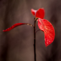 33-Rouge-carmin