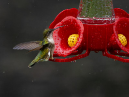 Colibri sous la pluie - Melody Ross