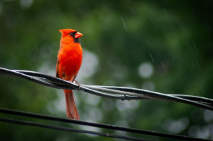 Le petit cardinal - Diane Lavoie