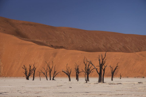 Dead Vlei