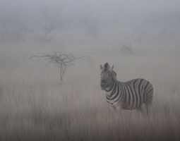 Un zèbre un matin