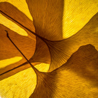 Spirale Gingko