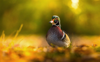 Monsieur Saturnin