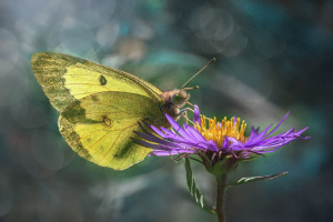 Translucence