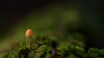 _1MZ5945
