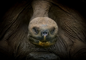 De face par Marie-Claude Gravel