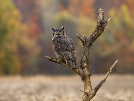 Éclat de rire sauvage par Lyse Samson